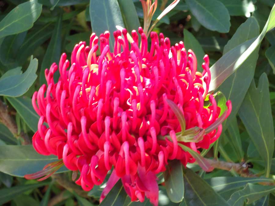 fiori australiani